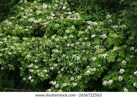 Oakleaf hydrangea ( Hydrangea quercifolia ) flowers. Hydrangeaceae drciduous shrub. White flowers bloom in pyramids in early summer. The leaves are incised and turn red in autumn.