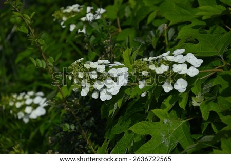 Oakleaf hydrangea ( Hydrangea quercifolia ) flowers. Hydrangeaceae drciduous shrub. White flowers bloom in pyramids in early summer. The leaves are incised and turn red in autumn.