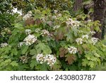 Oakleaf hydrangea or hydrangea quercifolia plant with white flowers.