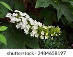 Oakleaf Hydrangea
(Hydrangea quercifolia) "snow queen"