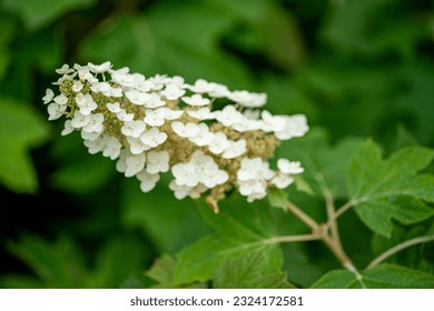 Oakleaf Hydrangea Shrub in the Wild