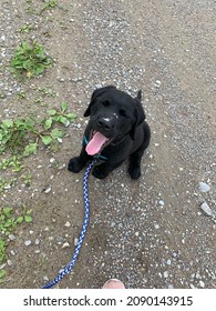 Oakley - on his daily walk, loving life. He rolled in the dirt hence the white on his nose