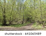 Oak,maple trees with road in the spring forest.