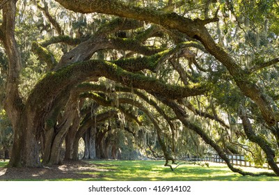 Oaks Avenue Charleston SC - Live Oak Trees Forest In Ace Basin