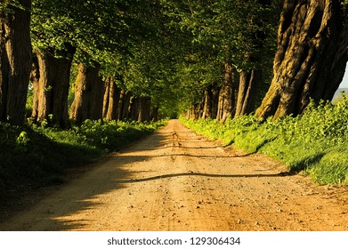 Oaks Avenue Charleston SC Plantation Live Oak Trees Forest Landscape In ACE Basin South Carolina Lowcountry