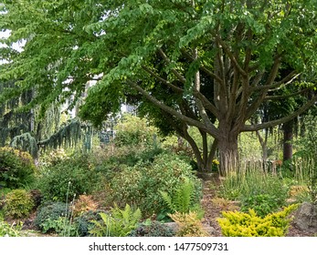 oaks trees and fern in botanical gardens in summer