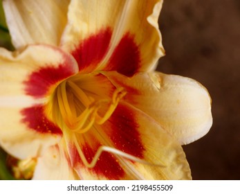 Oange Lily Flower In Bloom Outdoors In Summer Rainy Garden