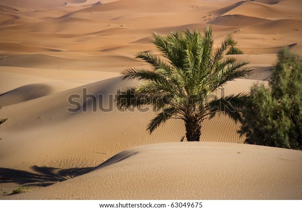 Oase sahara