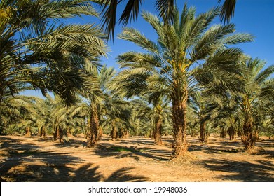 Oasis with date palm plantation