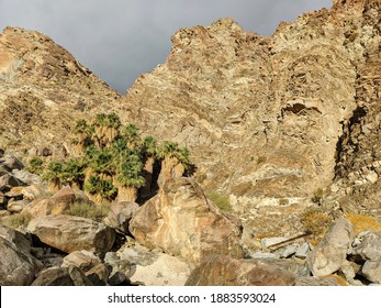 Oasis In Dead Indian Canyon, Santa Rosa And San Jacinto Mountains National Monument, California