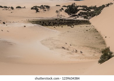 Oasis In The Desert Of Bazaruto Archipelago