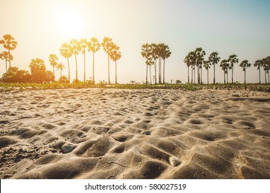oasis in a desert, clear summer skies,palm trees on the background of a beautiful sunset,Thailand - Powered by Shutterstock
