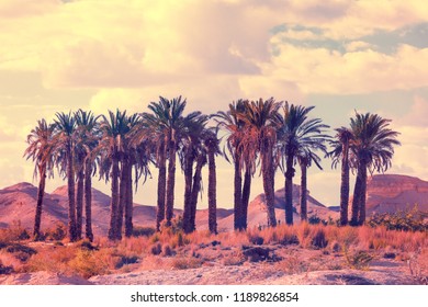 Oasis In Desert. Palm Trees Grove In Desert At Sunset. Wilderness