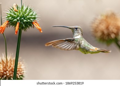 Oasis hummingbird (Rhodopis vesper) in flight at the hummingbird sanctuary in the Azapa Valley near Arica in northern Chile.