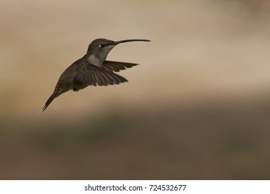 Oasis Hummingbird (Rhodopis vesper) in flight at the Hummingbird Sanctuary in the Azapa Valley near Arica in northern Chile.