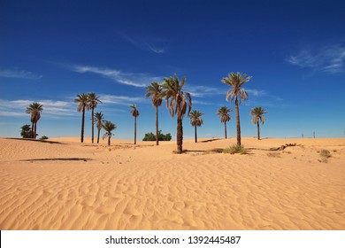 An oasis in the Sahara desert in the heart of Africa