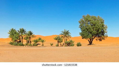 Oasis In The Sahara Desert In Morocco