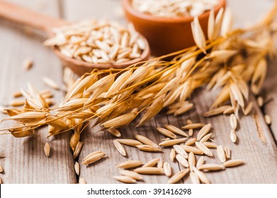 Oat ears of grain on a wooden table, oatmeal. Bounteous harvest. A  Healthy fresh Dry Oat meal  - Shutterstock ID 391416298
