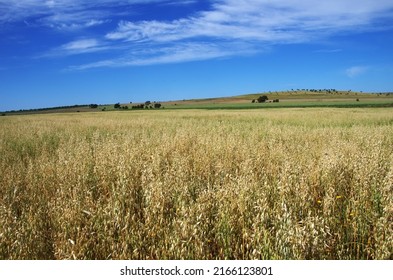 oat field in the alentejo region, south of portugal