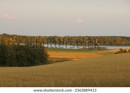 Oat field in the evening with a lake and trees background in the rural farmland in the province of Manitoba, Canada ストックフォト © 