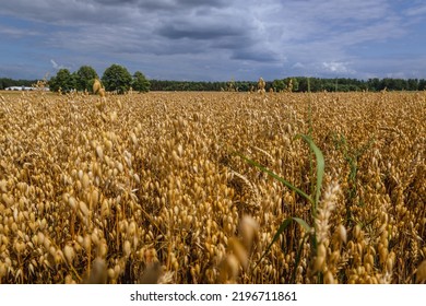 Oat Field In Mazowsze Region, Poland