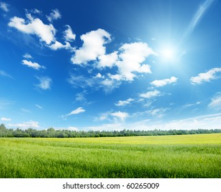 Oat Field And Sunny Sky