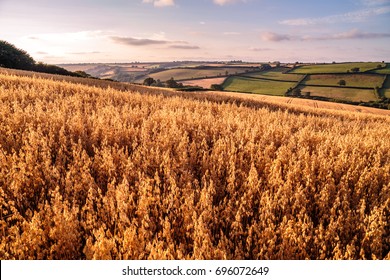 Oat Fields And Farm Land Near Sunset In Devon, English Countryside In The West Country Agricultural Landscape