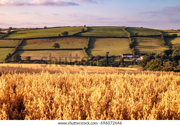 西方の田園風景のイギリスの田舎 デボンの夕暮れ近くの畑と農地 の写真素材 今すぐ編集