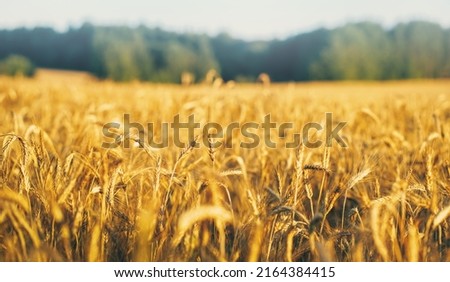 Oat florets on sunlit field full frame background
