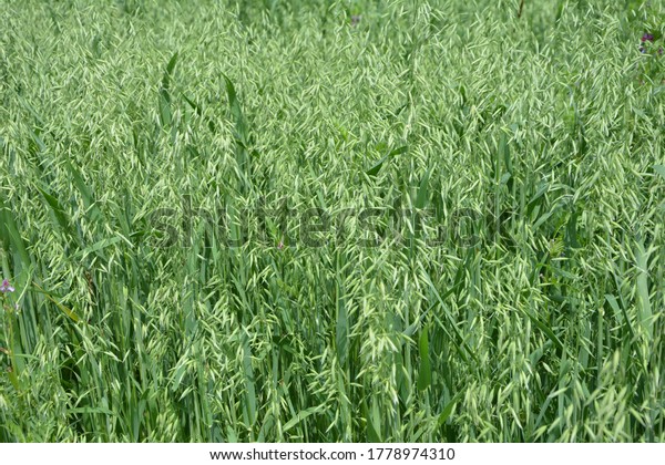 Oat, oats\
field, field with growing oats, green oats, oats cultivation.Unripe\
Oat harvest, green field