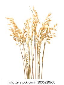 Oat Plant  Isolated On White Close Up .