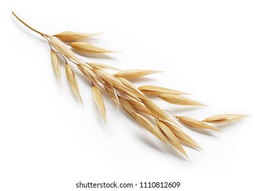 Oat Plant Isolated On White Background