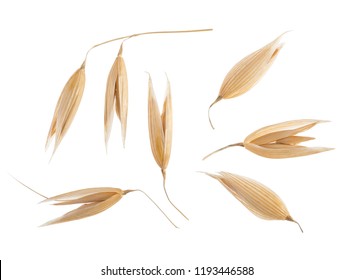 Oat Plant Isolated On White Without Shadow