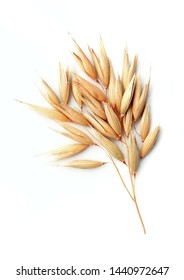 Oat Plant Isolated On White Backgrounds.