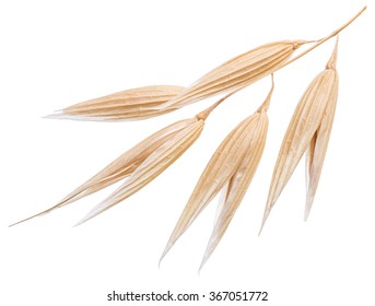 Oat Plant Isolated On A White Background. File Contains Clipping Paths.