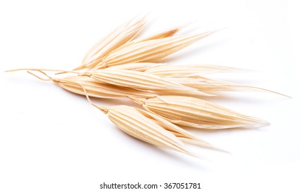 Oat Plant Isolated On A White Background.