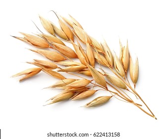 Oat Plant  Isolated On White Close Up .