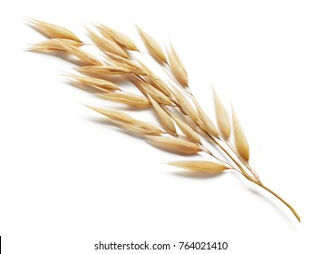 Oat Plant Isolated On White Background