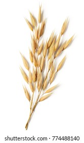 Oat Plant Isolated On White Background