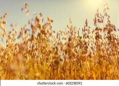 Oat Rural Field Warm Sunny Golden Summer Day Country Farm Countryside Food Healthy Finland