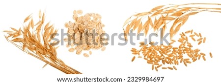 oat spike with oat flakes isolated on white background. Top view