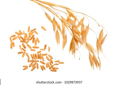 oat spike with grains isolated on white background - Shutterstock ID 1029873937