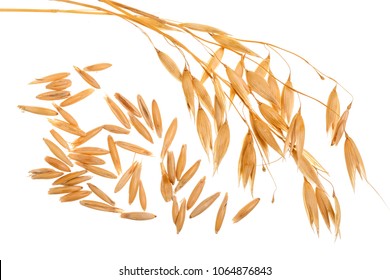 oat spike with grains isolated on white background - Shutterstock ID 1064876843