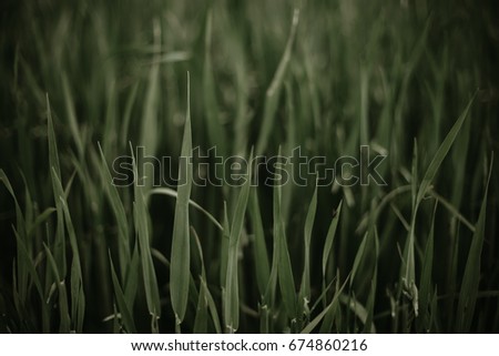 meadow Environment Nature