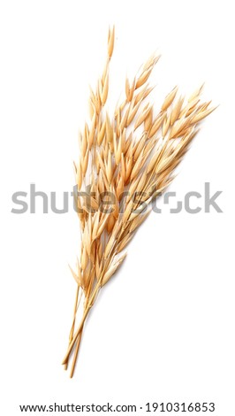 Oatmeal plant on white backgrounds.