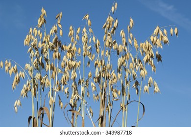 Oats; Avena Sativa; Oat Grain