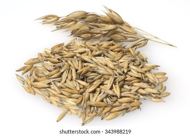 Oats; Avena Sativa; Oat Grain