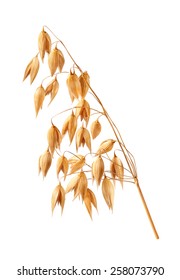 Oats, Oat Plant Isolated