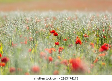 Oats and Poppies in the Sussex Countyside, with a Shallow Depth  - Shutterstock ID 2163474173