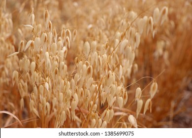 Oats Ready For Harvest Australian Grain